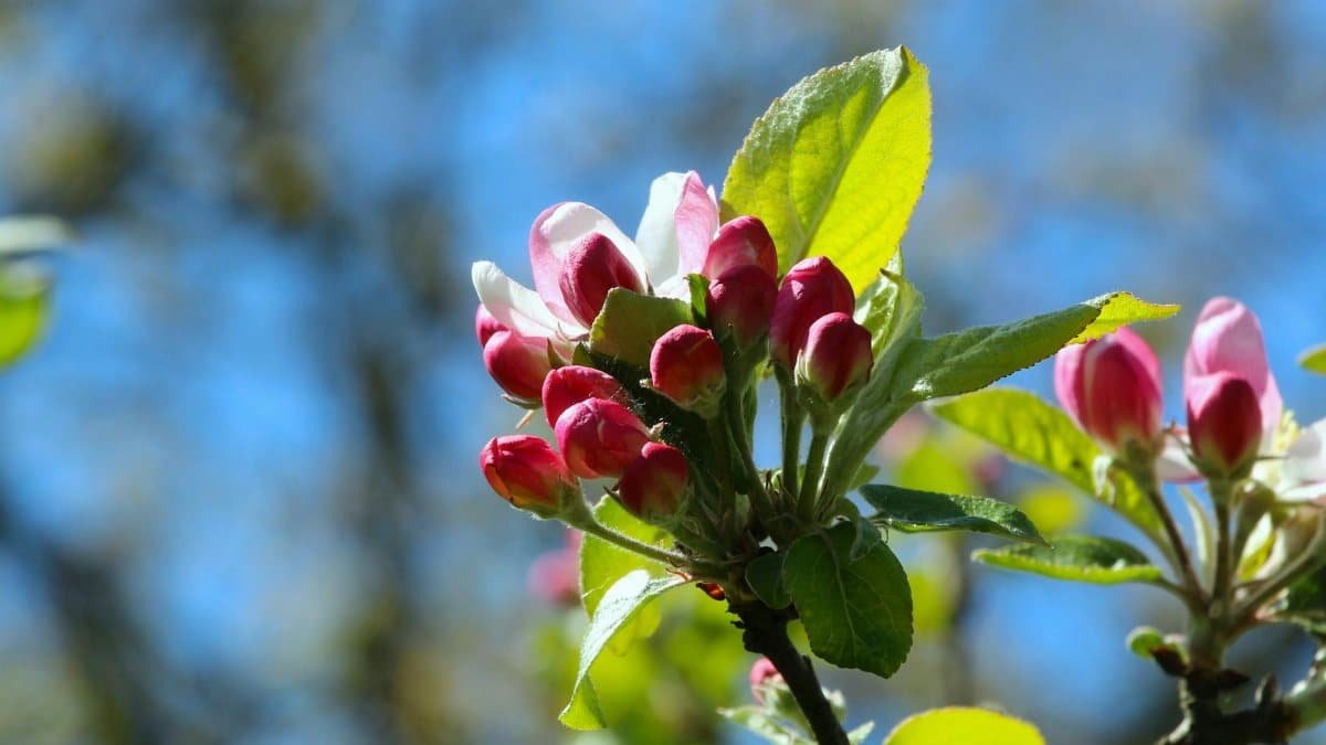 Vibrant pink apple blossoms set against a bright blue spring sky, signaling new growth.