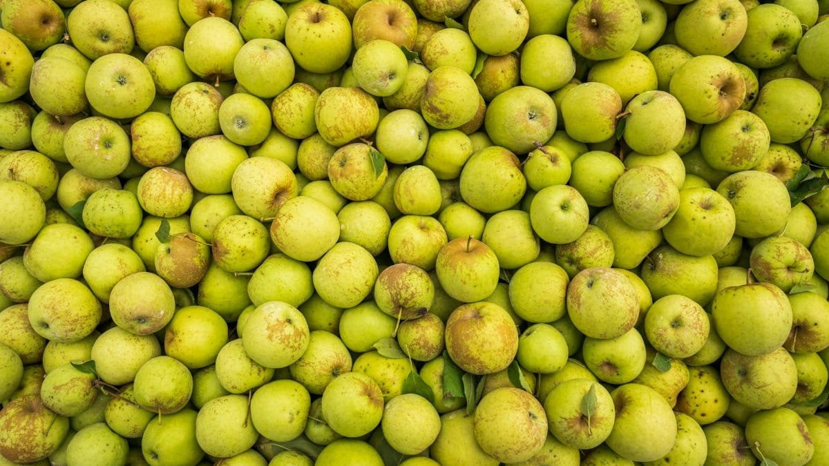 Top view of a large collection of fresh green apples, perfect for food and agriculture themes.