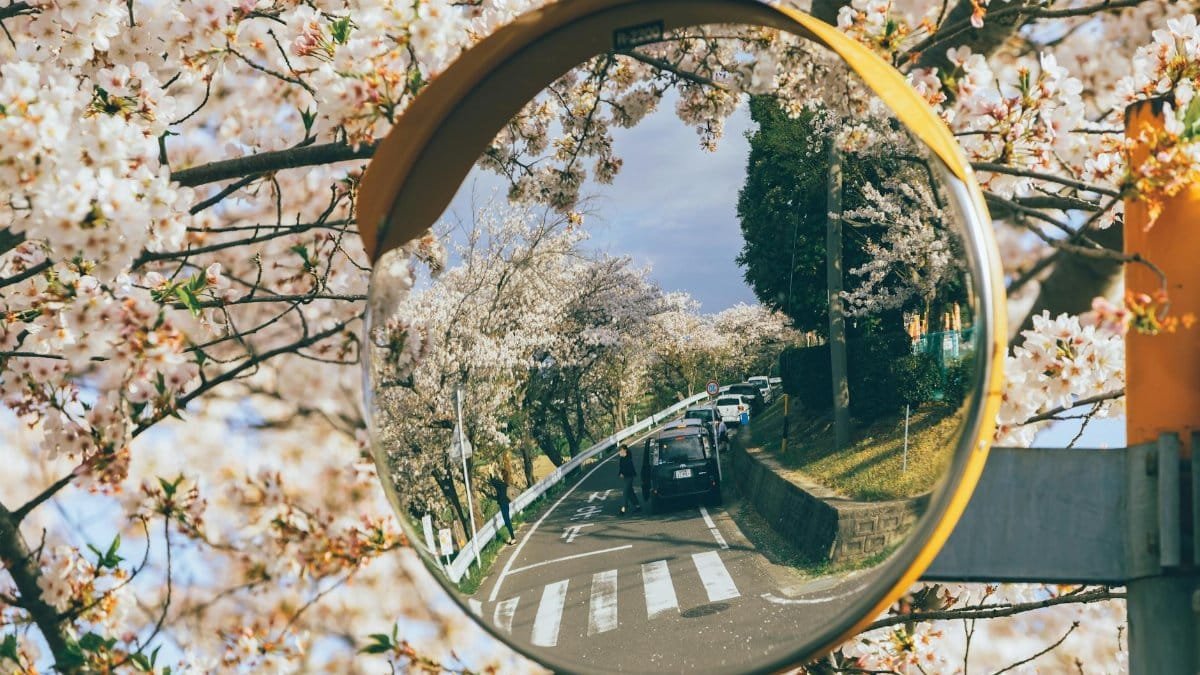 Capture of cherry blossoms beautifully reflected in a roadside traffic mirror.
