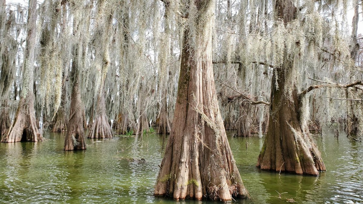 Majestic cypress trees draped with Spanish moss in a tranquil Louisiana swamp.