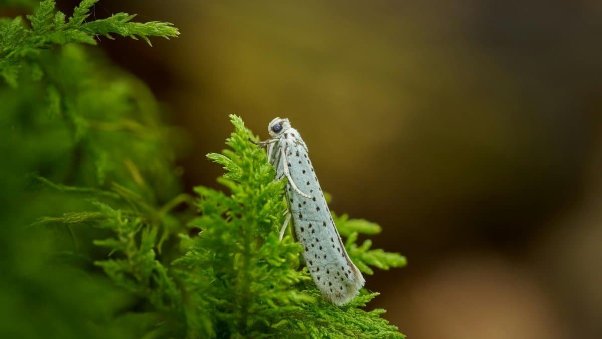 Detailed macro shot of a white moth perched on vibrant green fern leaves in a natural setting.