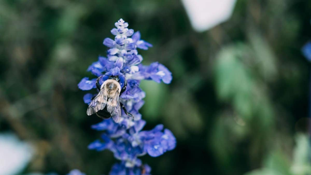 A detailed close-up shot of a bee pollinating a vibrant purple flower, captured outdoors.