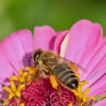 Close-up of a honeybee collecting pollen on a vibrant pink zinnia in a garden setting.