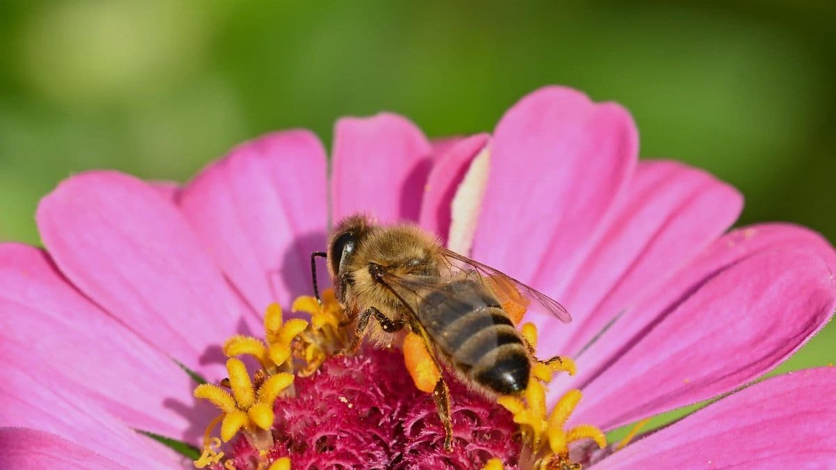 Close-up of a honeybee collecting pollen on a vibrant pink zinnia in a garden setting.