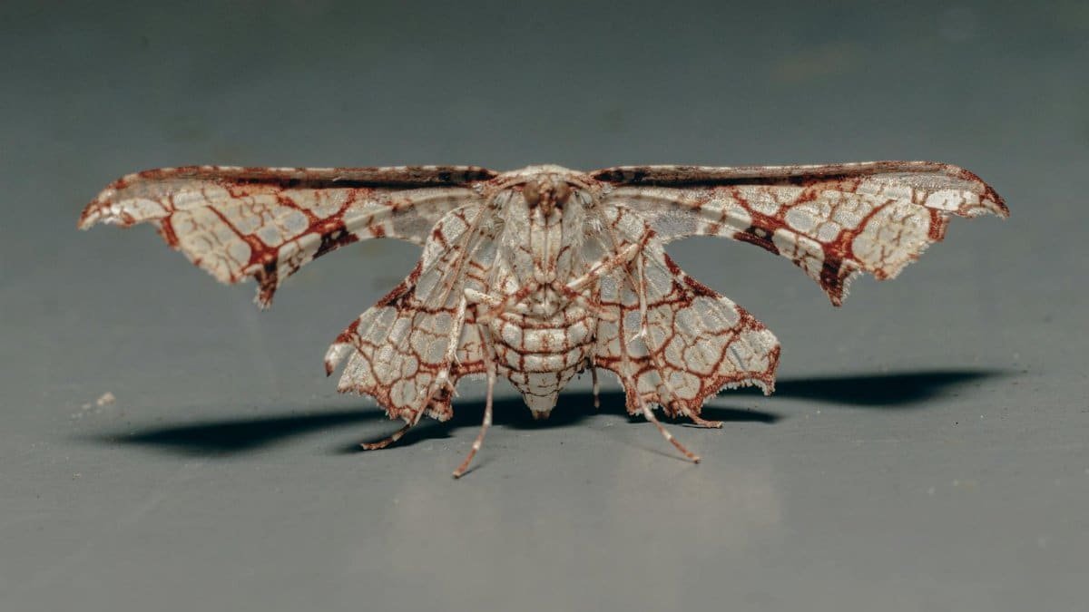 Detailed close-up of a lacy-patterned moth standing on a grey surface.