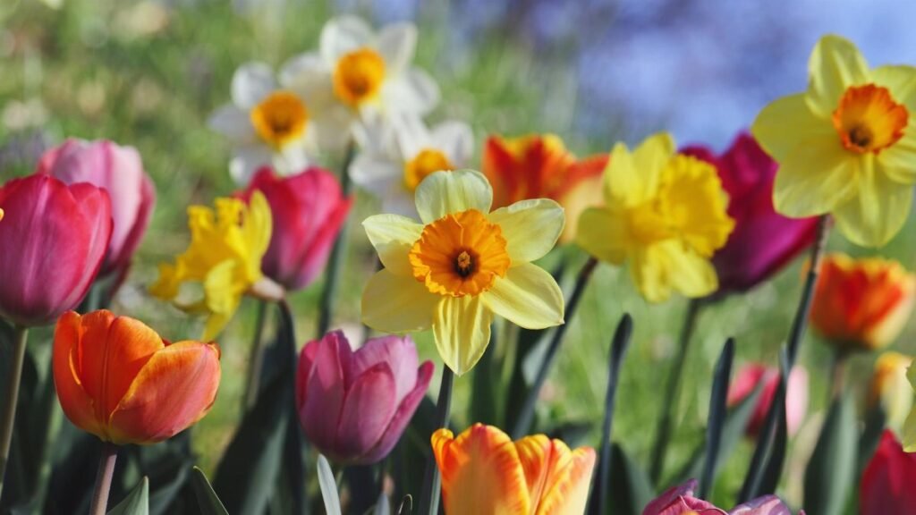 A bright and colorful display of tulips and daffodils blooming in a spring garden.