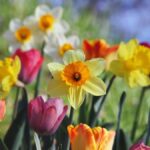 A bright and colorful display of tulips and daffodils blooming in a spring garden.