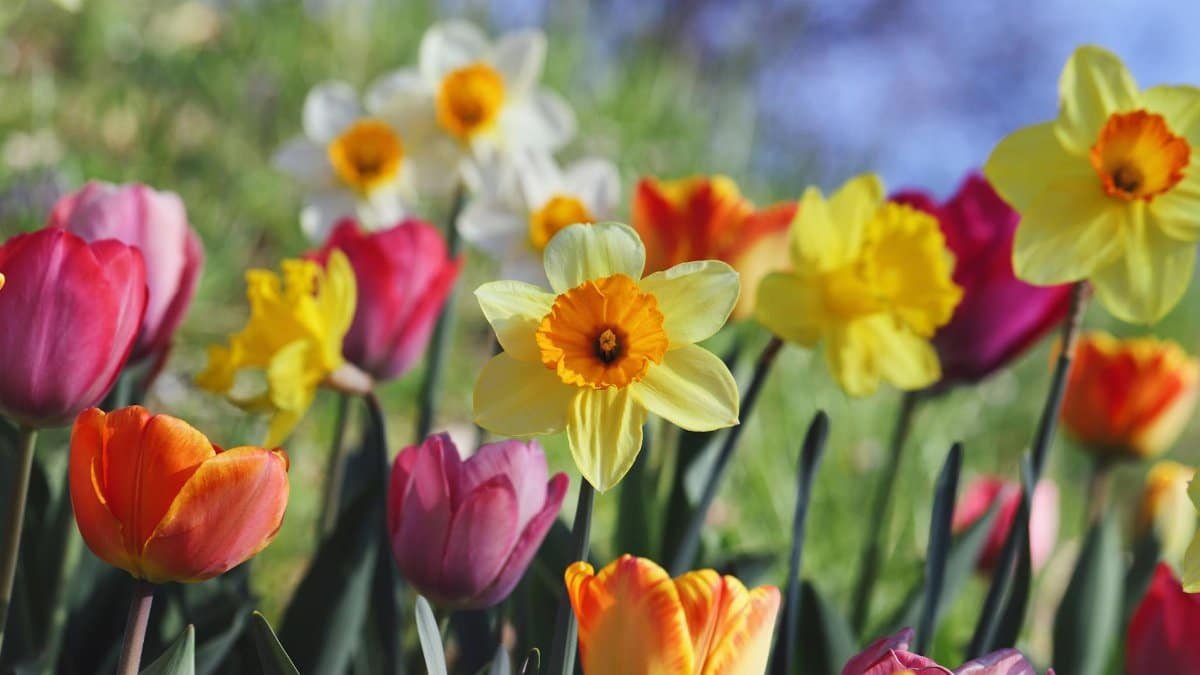 A bright and colorful display of tulips and daffodils blooming in a spring garden.