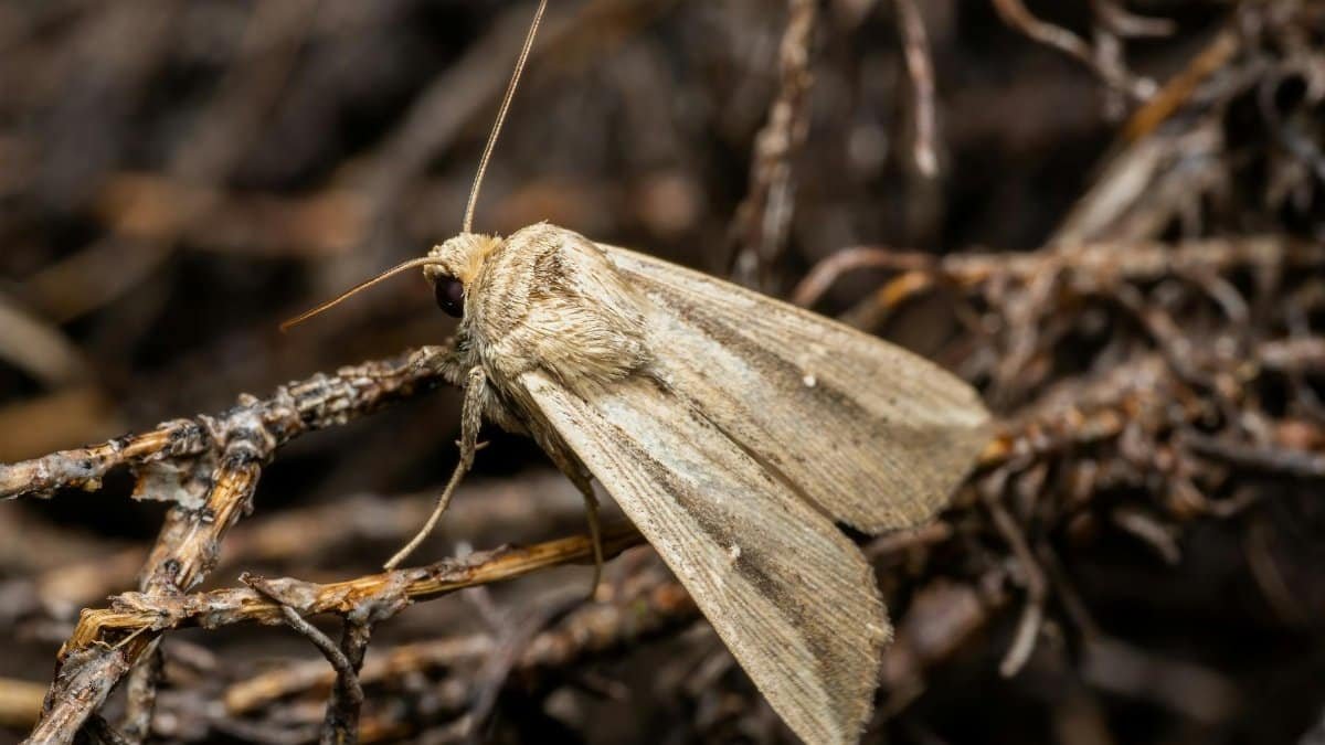 Close-up shot of a nocturnal moth resting on twigs in Valencia, showcasing intricate details and textures.