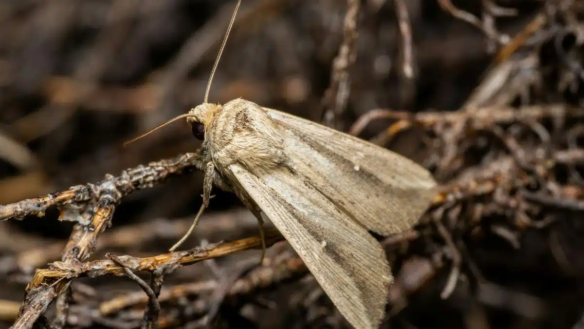 Close-up shot of a nocturnal moth resting on twigs in Valencia, showcasing intricate details and textures.