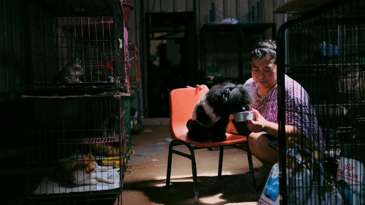A woman feeding a dog in an animal shelter with caged cats nearby.