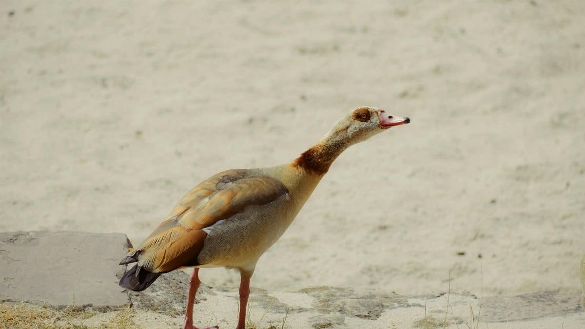 A majestic Egyptian goose standing on sandy ground, showcasing its vibrant plumage.