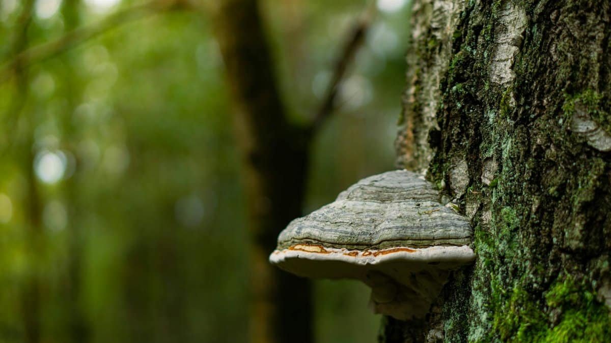 Detailed shot of a polypore fungus growing on tree bark in a lush forest.