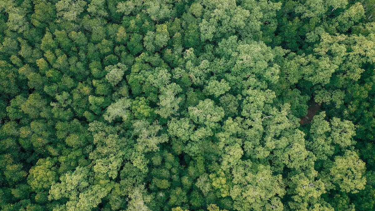 Drone aerial shot showcasing dense green forest canopy, emphasizing biodiversity and nature's beauty.