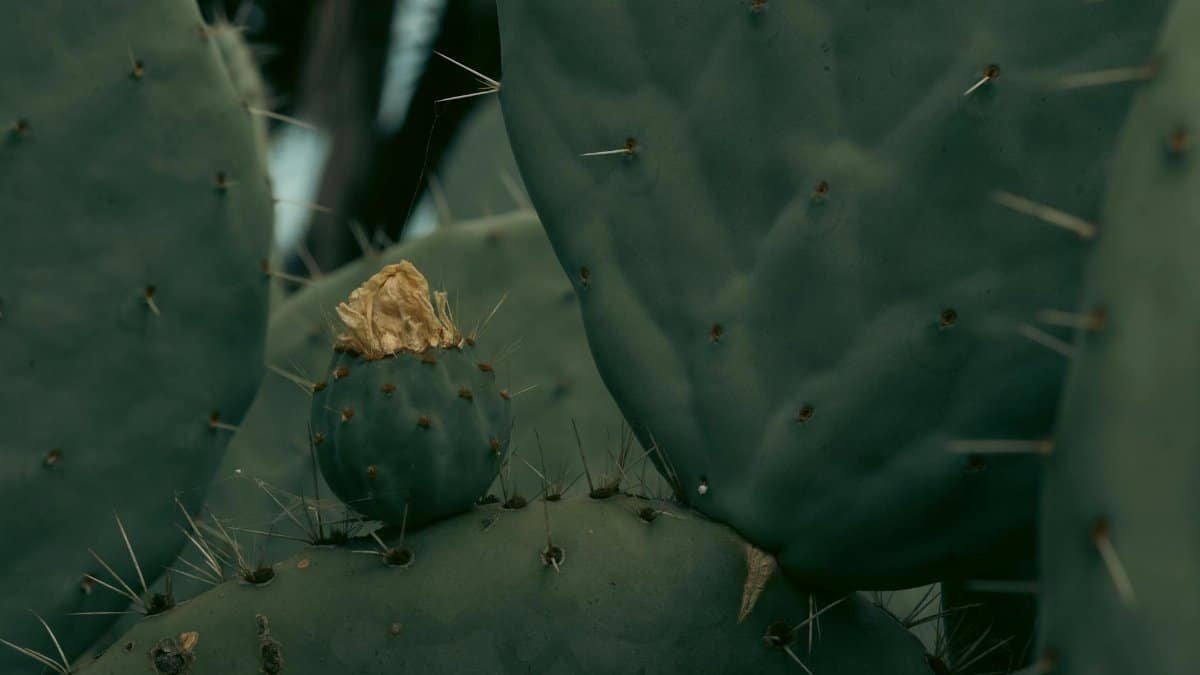 Explore a moody close-up of cactus pads showcasing natural patterns and textures in a desert setting.
