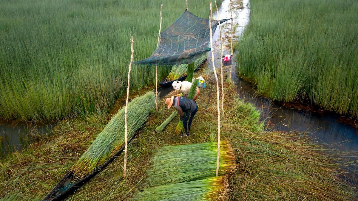 Workers in a rural wetland harvesting reeds among lush greenery, showcasing traditional agricultural practices.