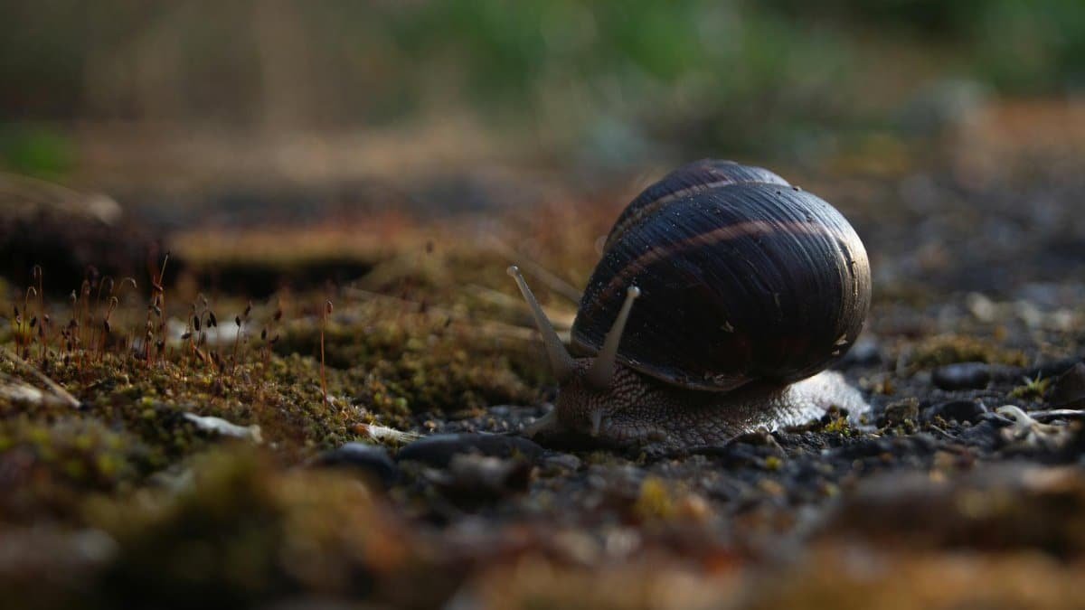Garden snail on mossy ground during daylight with blurred background.