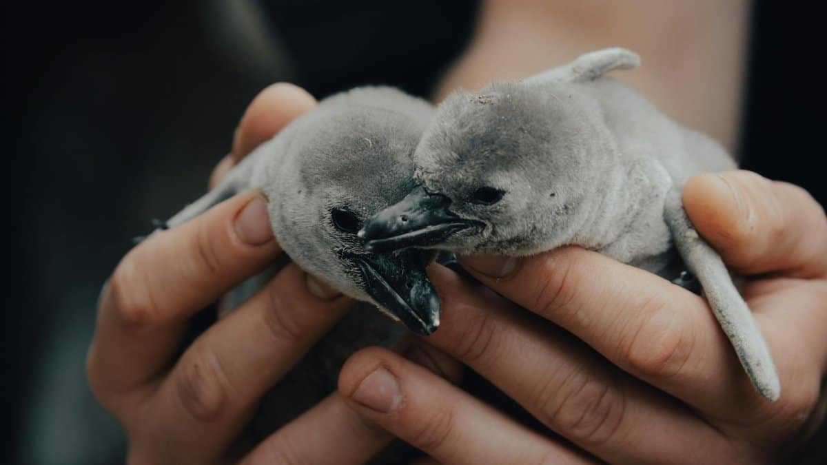 Two cute penguin chicks held gently in human hands, showcasing wildlife care.