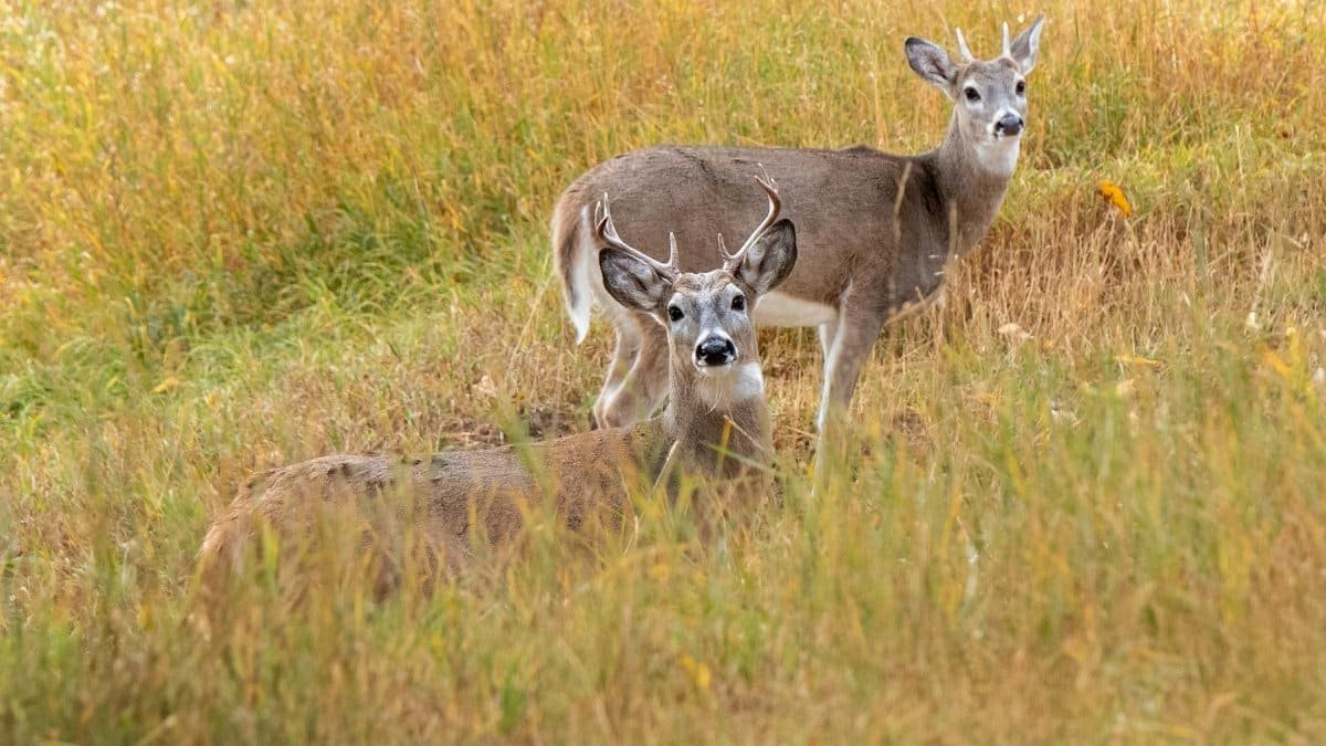 Two young bucks standing in a grassy meadow during fall in Custer, South Dakota.