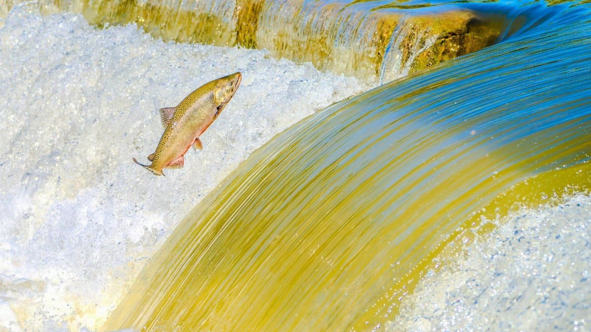 Vibrant salmon leaps upstream over shimmering waterfall, vivid display of nature's power.