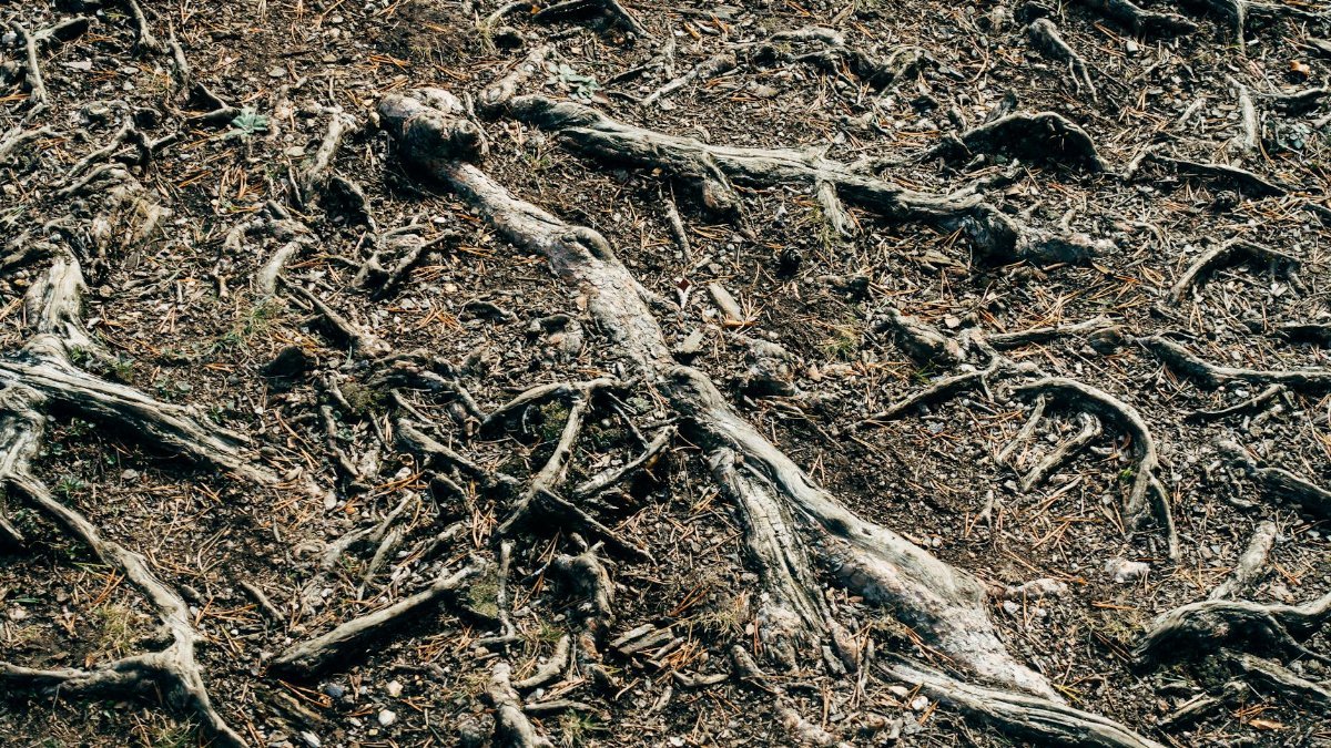 Detailed view of intertwined tree roots and earthy forest soil, showcasing natural structure.