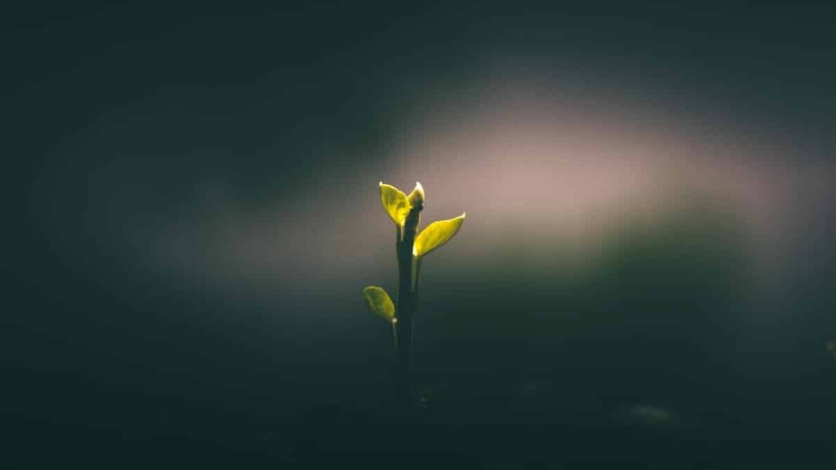 A young plant sprouting in low light symbolizes growth and new beginnings.