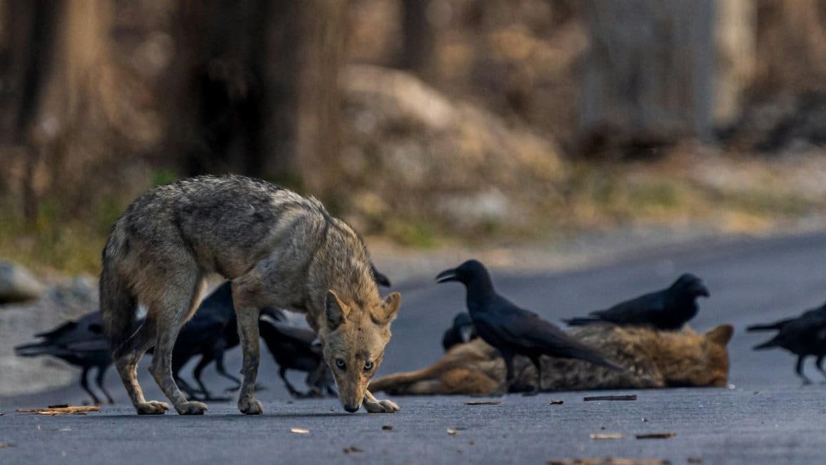 A jackal and crows scavenging on a forest road, showcasing wildlife interaction and behavior.