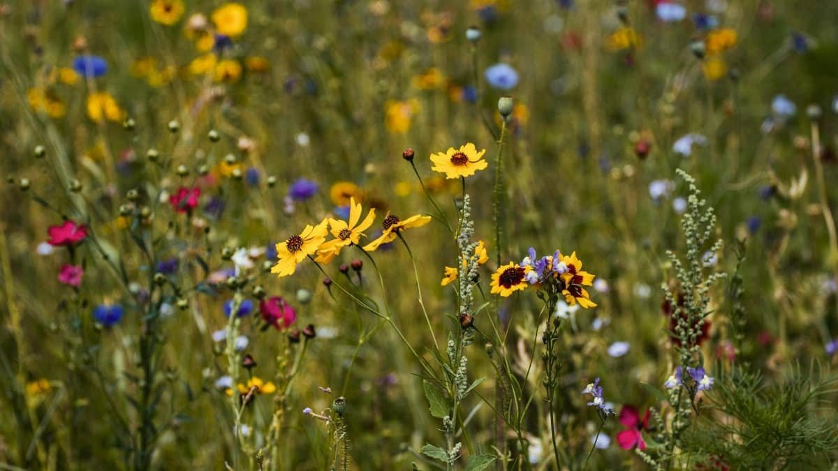 A vivid wildflower field showcasing diverse flowers in a colorful natural setting.