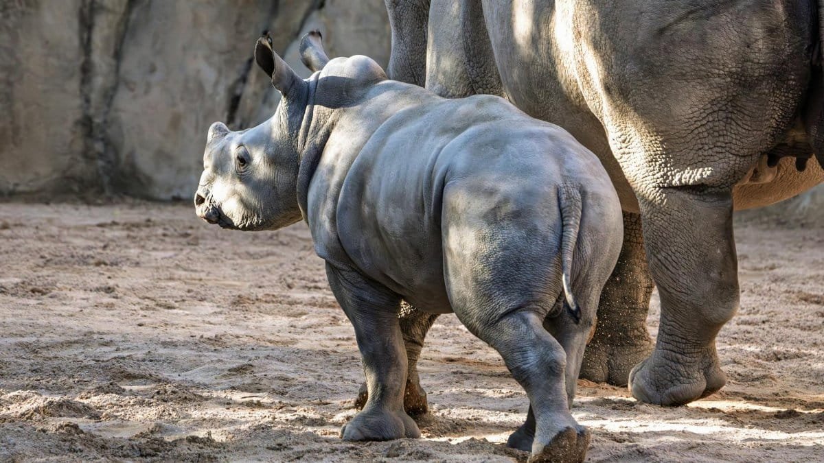 A cute baby rhinoceros stands with its parent in a sunlit zoo enclosure, showcasing family bond and wildlife conservation.