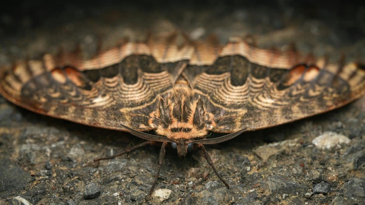 Detailed image of a moth with intricate patterns resting on a rocky surface.