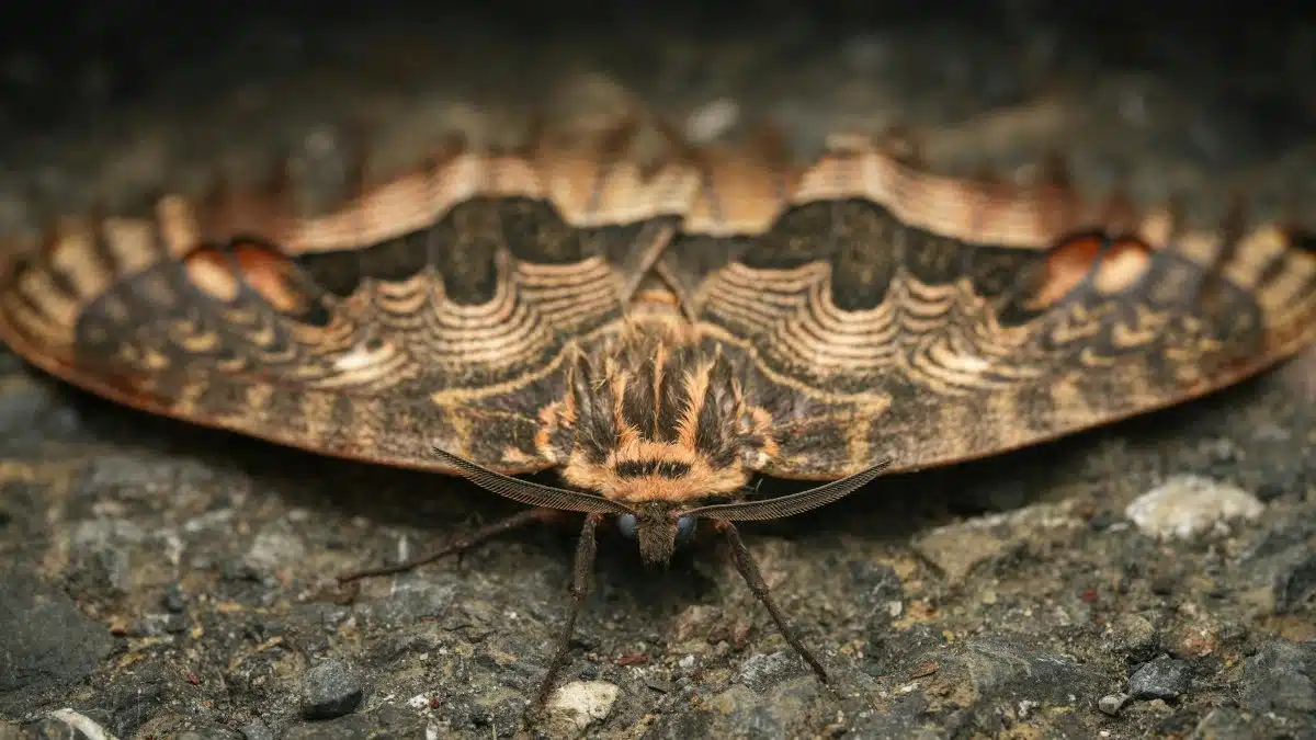 Detailed image of a moth with intricate patterns resting on a rocky surface.