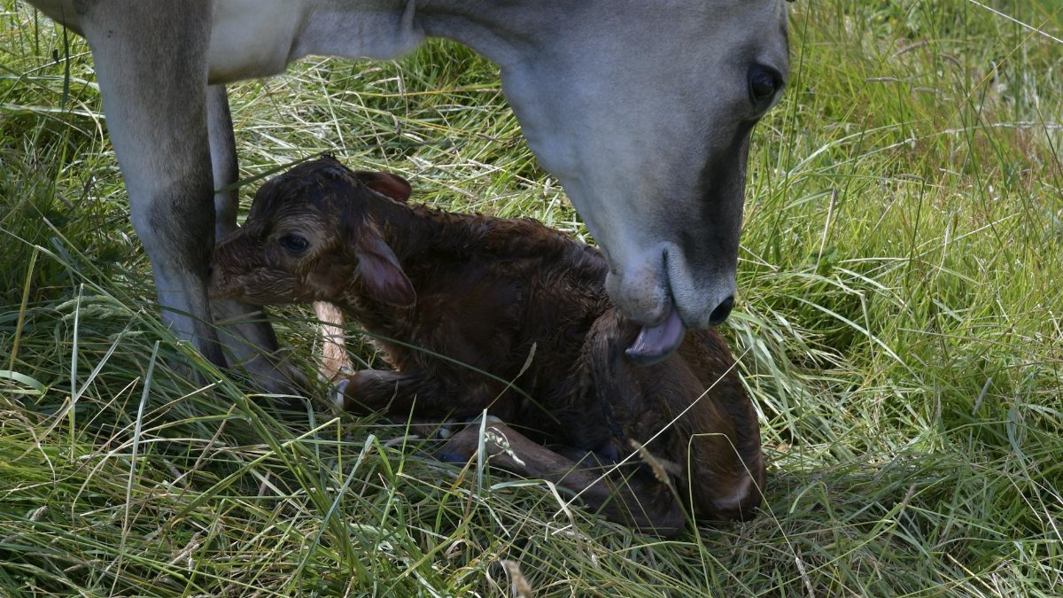 A mother cow tending to her newborn calf in a grassy meadow in Cartago, Costa Rica.