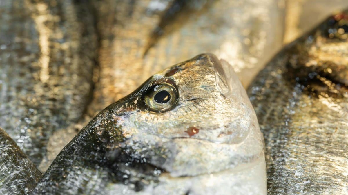 Closeup of fresh bream fish on ice at seafood market, highlighting texture and freshness.