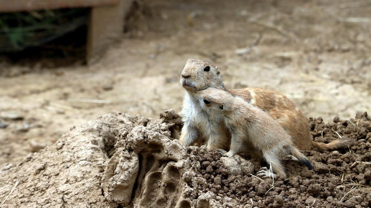 Two prairie dogs near their burrow in a zoo setting, showing natural behavior.