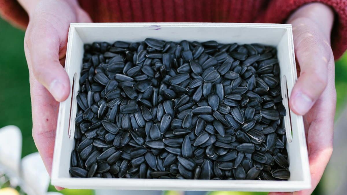 Close-up of hands holding a wooden tray filled with black sunflower seeds on a sunny day.