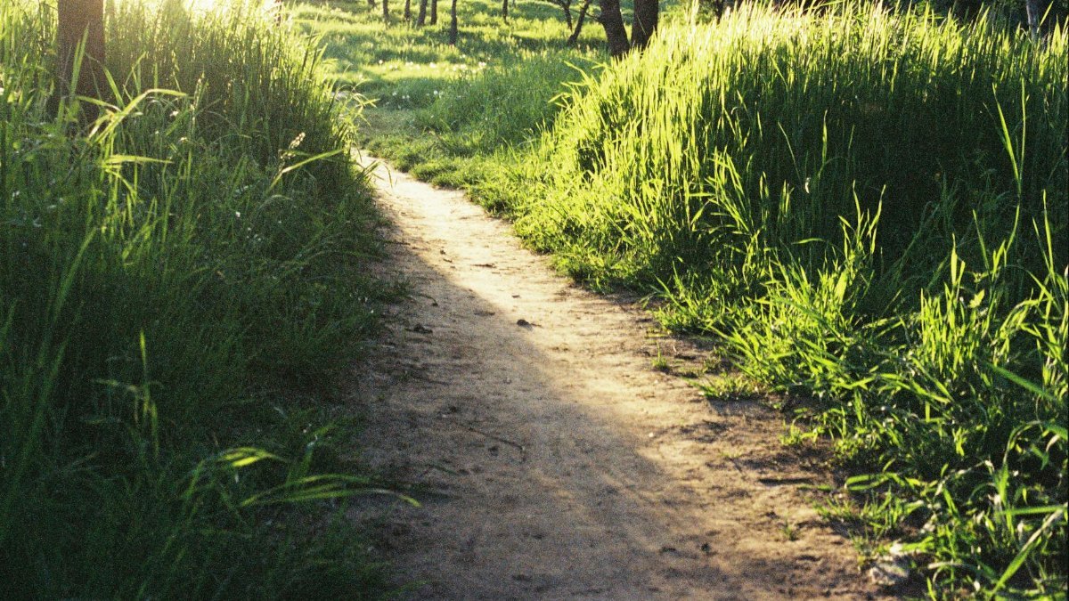A peaceful dirt path surrounded by lush green grass in a sunlit woodland setting, perfect for nature lovers.