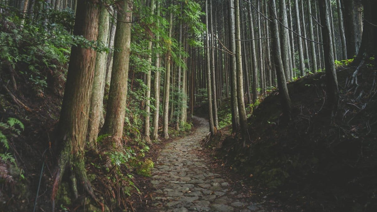 Peaceful stone path amidst tall trees in a Japanese forest.