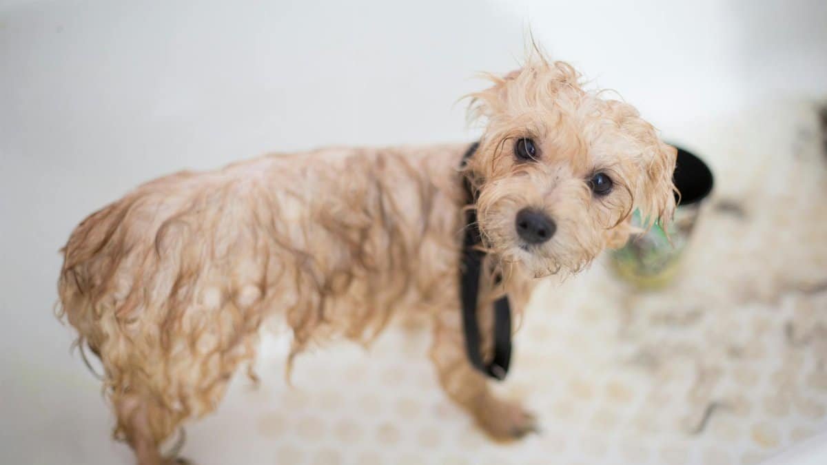 Cute wet puppy in bathtub looking up during bath time. Perfect pet grooming scene.