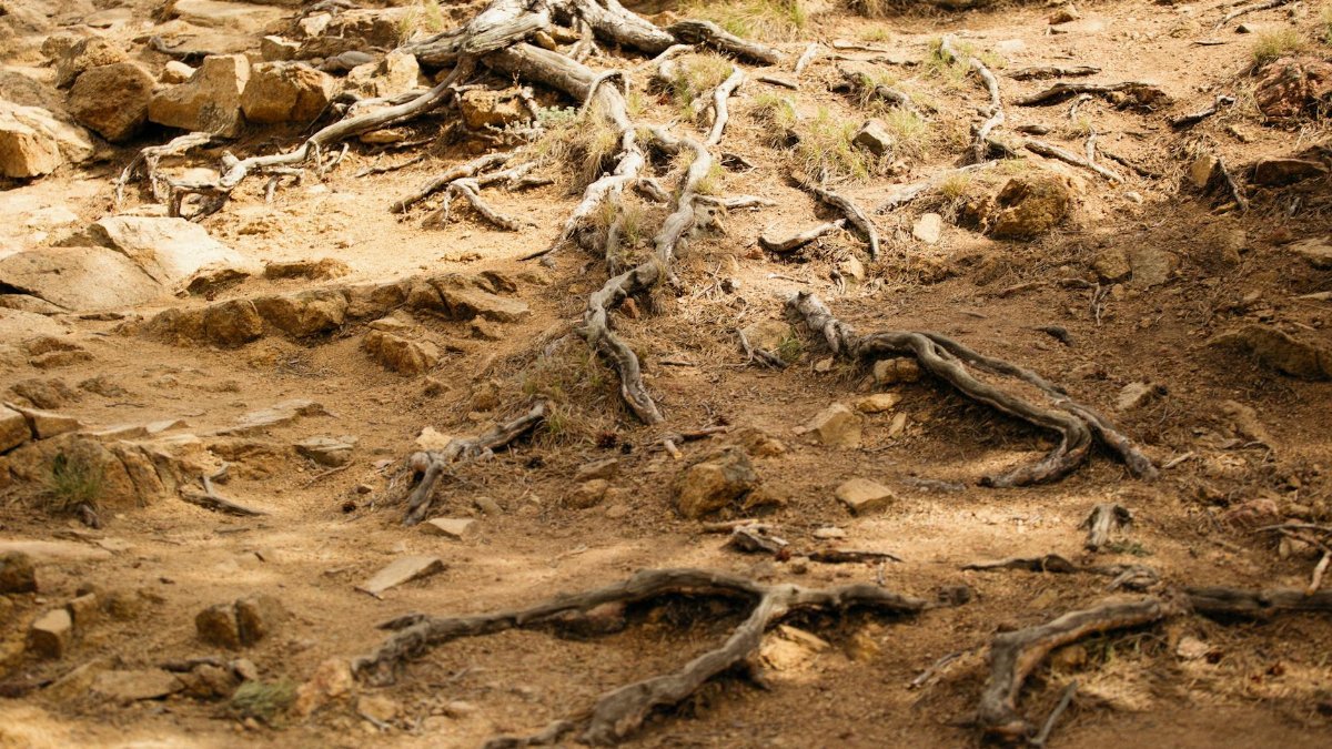 Exposed tree roots spreading over rocky soil in a dry, sunlit landscape.