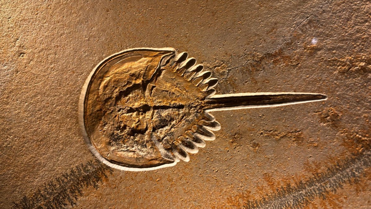 Detailed photography of a horseshoe crab fossil on display in Munich, Germany.