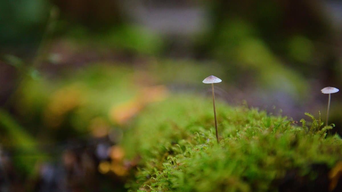 Close-up of a tiny mushroom on moss in Mount Field, Tasmania, showcasing the vibrant micro ecosystem.