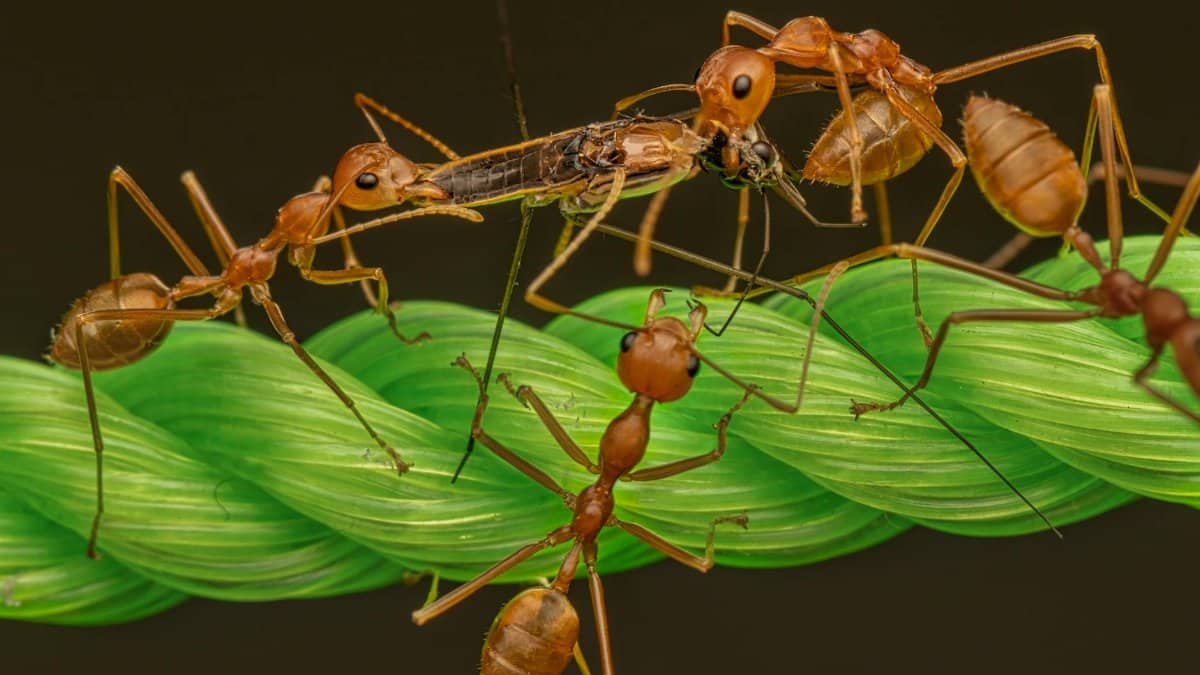 Close-up macro image of ants on a green rope, showcasing intricate details and social interaction.