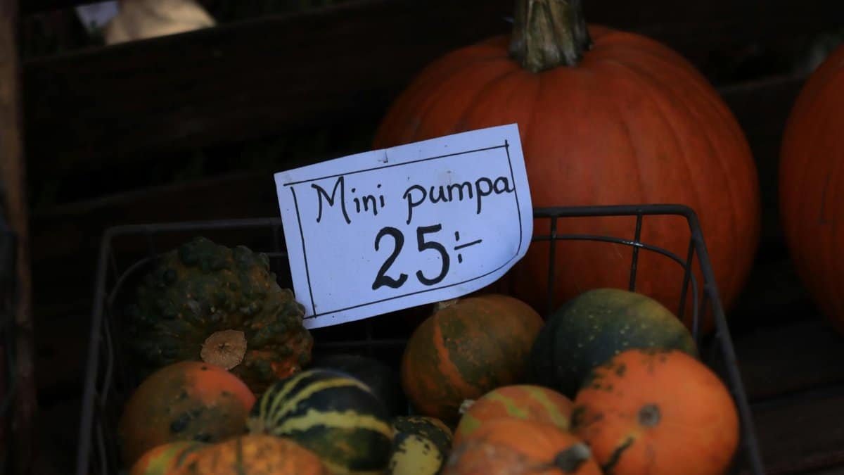 Colorful mini pumpkins in a basket for sale at an outdoor market, priced at 25.