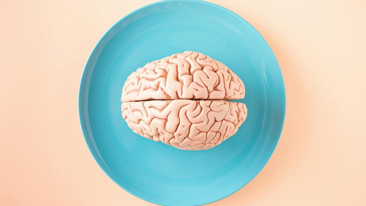 A human brain model placed on a blue plate, viewed from above against a pastel background.