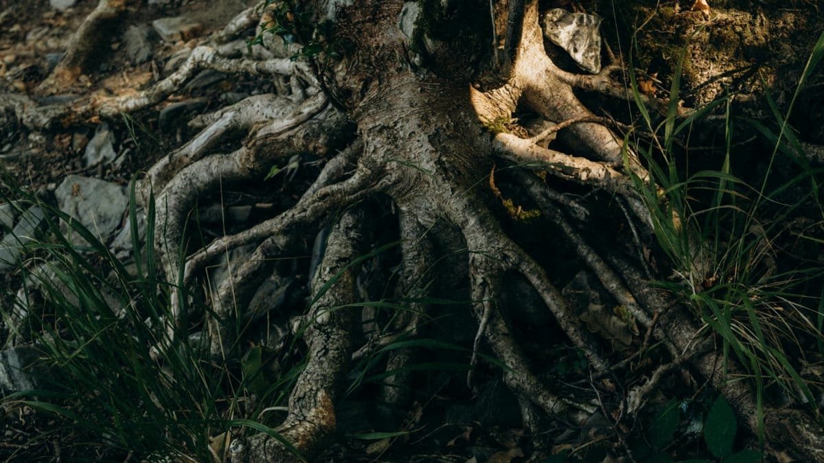 Close-up of tree roots intertwined with soil in a forest, showing texture and organic forms.