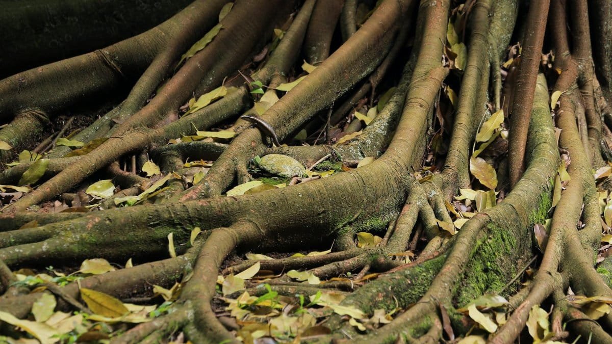 Detailed view of large tree roots with moss and fallen leaves in a forest setting.