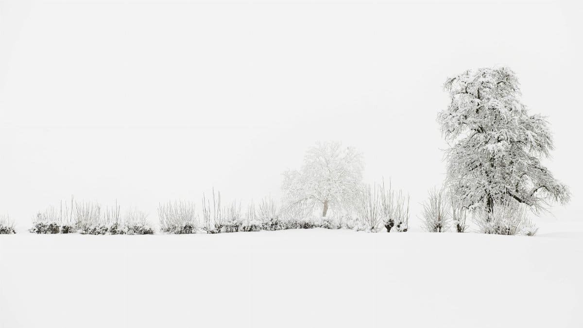 A peaceful, snowy landscape featuring snow-covered trees and a white expanse under a bright sky.