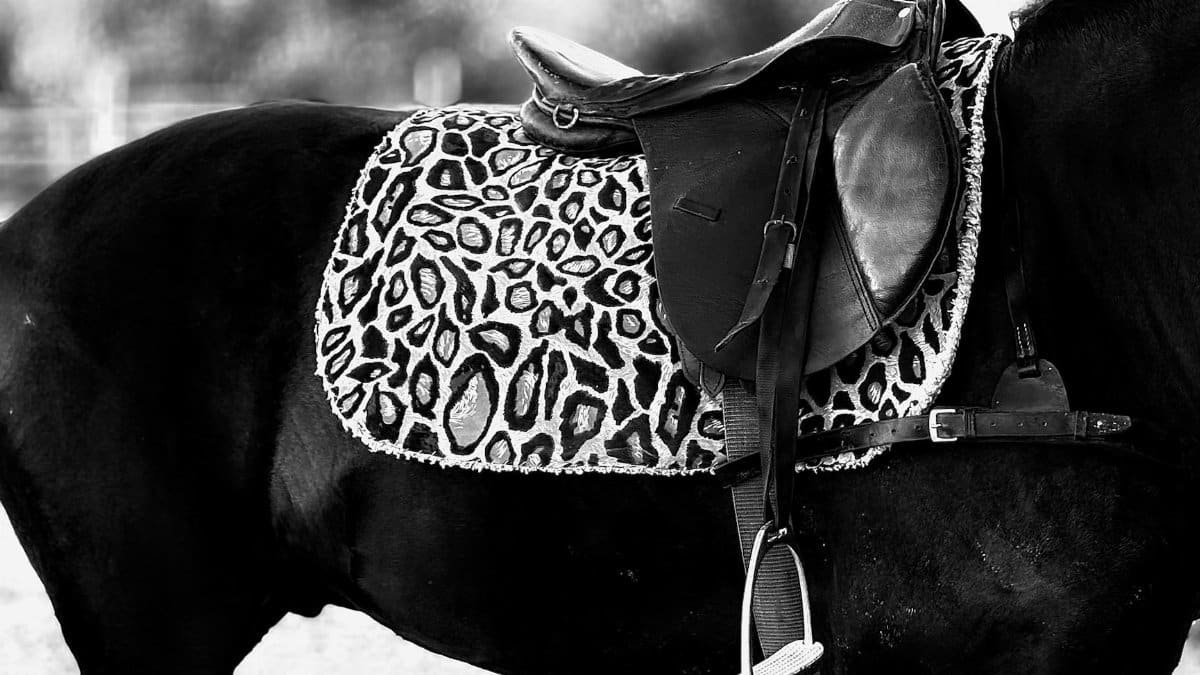 A close-up of a black horse's saddle with leopard print pattern in black and white.