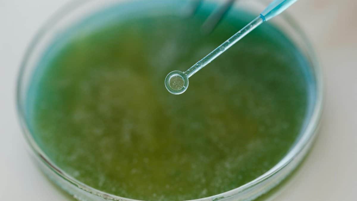 Detailed view of a pipette interacting with a green sample in a petri dish, ideal for scientific content.