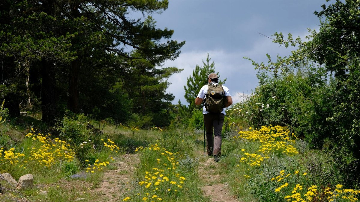 Man hiking in a lush, flowery forest trail during the day.